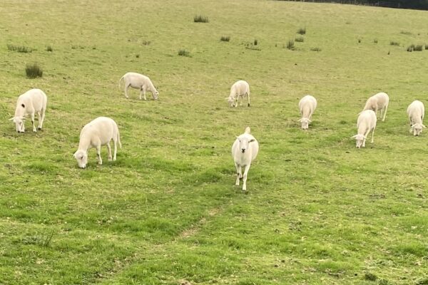 Colin one 26 ewes
