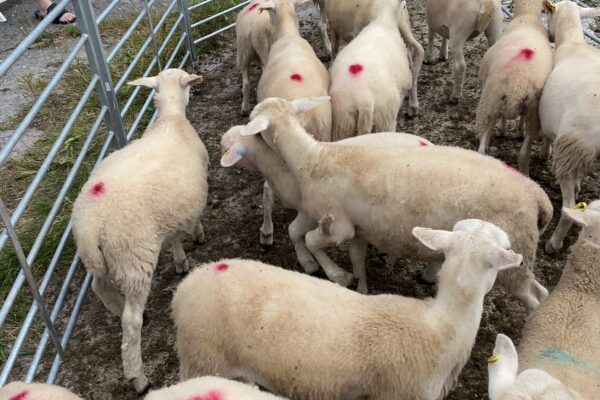 Colin two 26 lambs