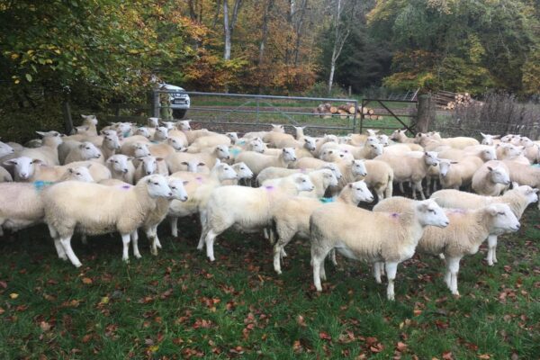 Dave Sunderlands lambs 2025