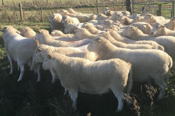 Dave sunderland rams