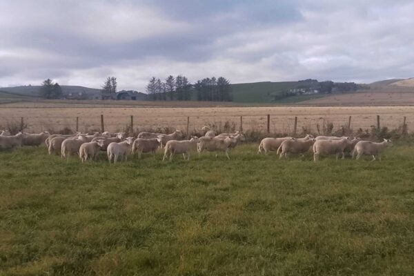 Geirge Hay ewe lambs two