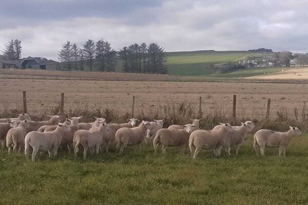 George Hay ewe lambs
