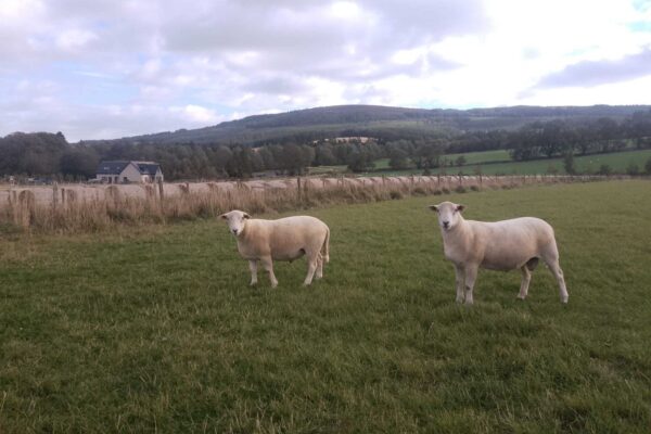 George Hay yearling rams two