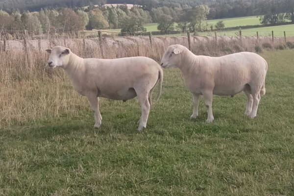 George Hay yearling rams