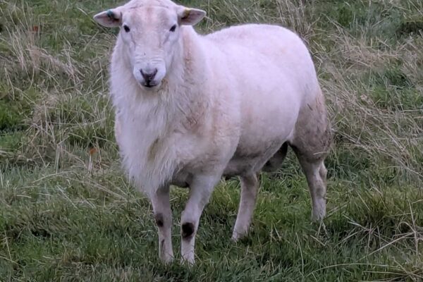 Yearling ram George King