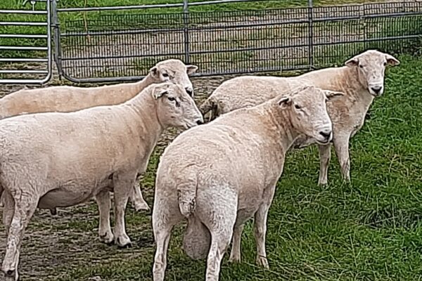 Mc Cullough rams 2025