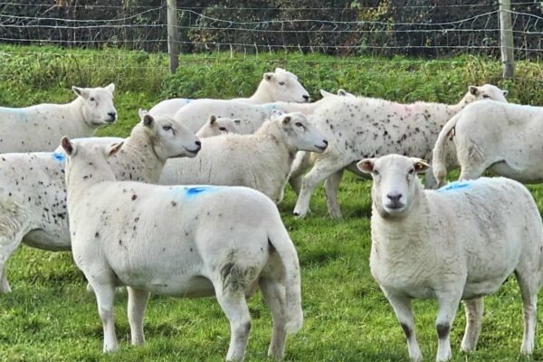 G Shepherd a few ewes 2025