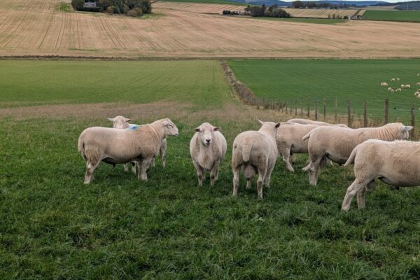 Skinner 25 rams three