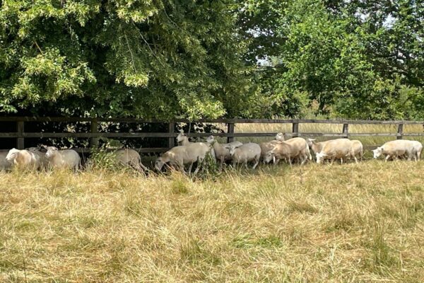 King yearlings 2 2026
