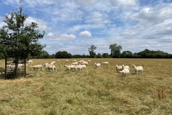 King yearlings 3 2026