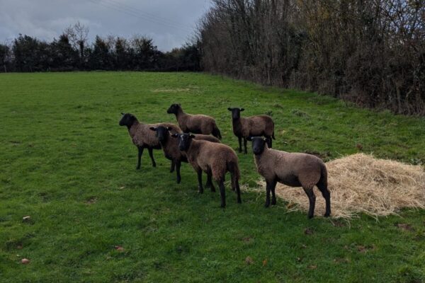 Jos black ewe lambs 2025