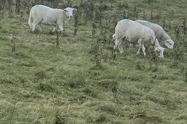 2025 Ewes 2 J hulmes