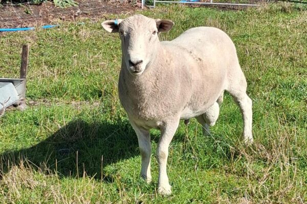 Tavernor ram 2026
