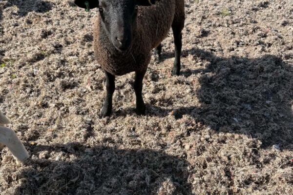 Rich black ram lamb 26