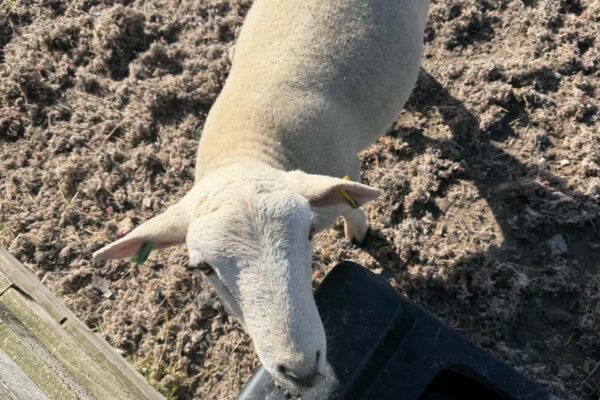 Rich ram five 26