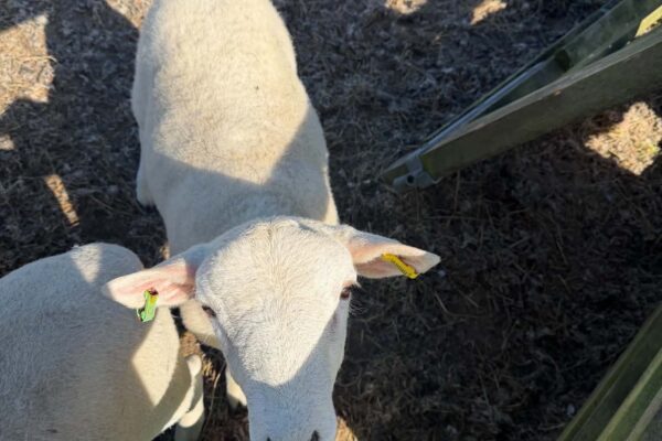 Rich ram six 26