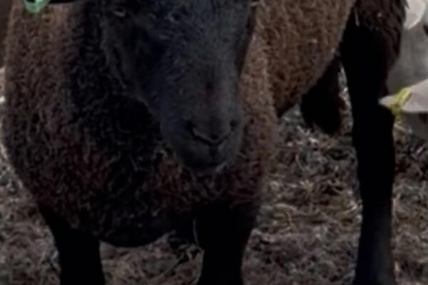 Rich rams four 26