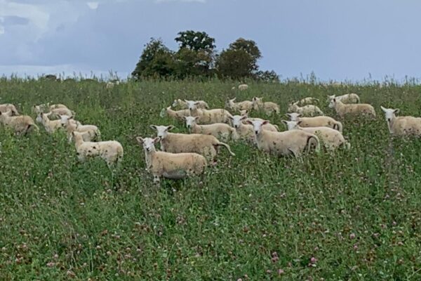 Shires ewe lambs 2025 two