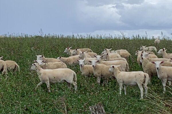 Shires ewe lambs 2025