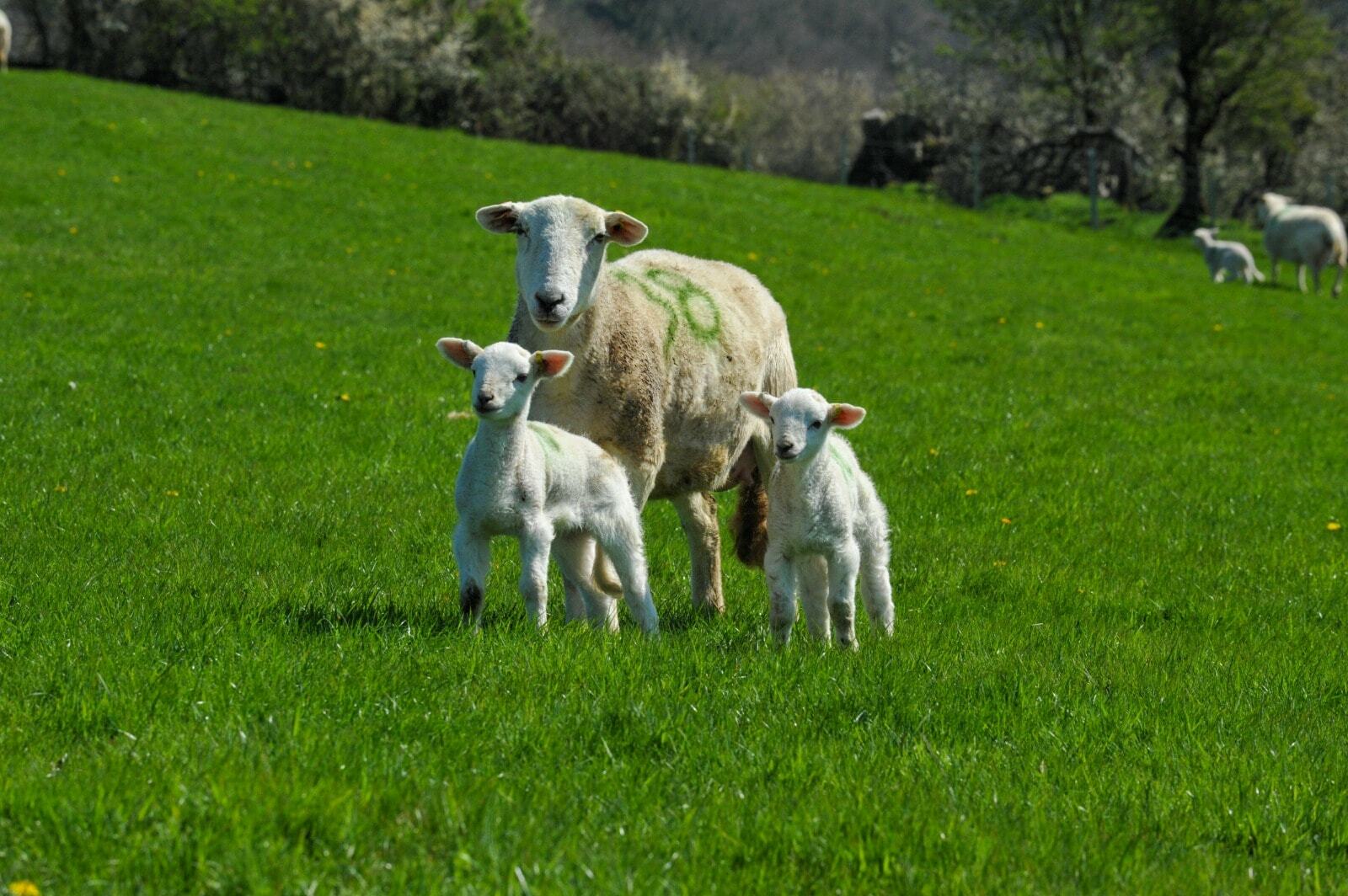 Jos lambs 2023